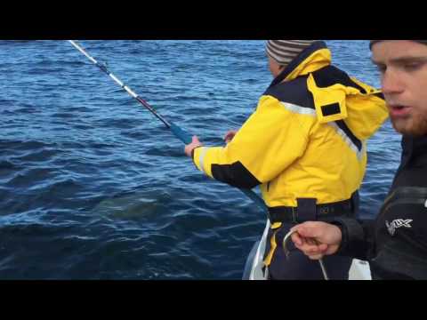 Видео: Ловля палтуса 1 (52кг) Норвегия сентябрь 2016