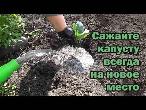 Видео: Килы не будет, если капусту всегда высаживать на новое место