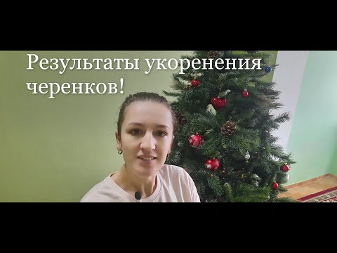 Видео: Как укоренились черенки пеларгонии. Часть 2.