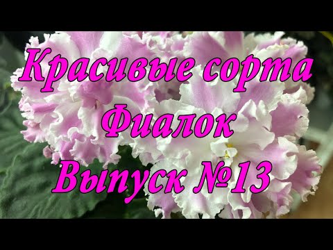 Видео: Красивые сорта Фиалок(Выпуск №13)