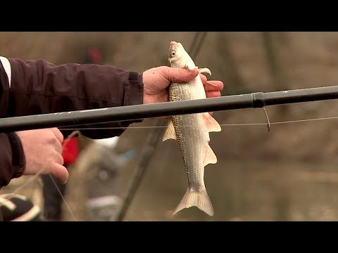 Видео: За зимни скобари и морунажи на Тунджа - част 2 / Winter fishing for common nase and vimba - part 2