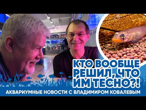 Видео: Аквариумные новости с Владимиром Ковалевым (05.04.2024). Кто решил, что им тесно?