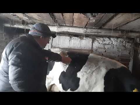 Видео: что делать при вздутие рубца у крс