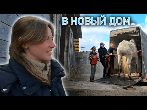 Видео: Помпей и лужи! Конь уезжает!? Мистика на конюшне.. | Недельный КоноVlog