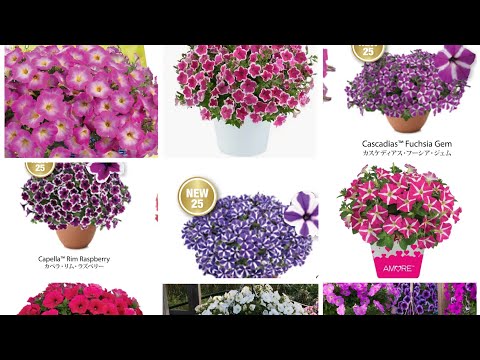 Видео: обзор сортов от данзигер #Danziger