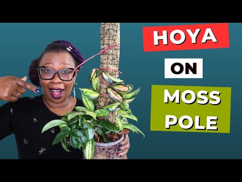 Видео: Можно ли вырастить хойю на моховой опоре?