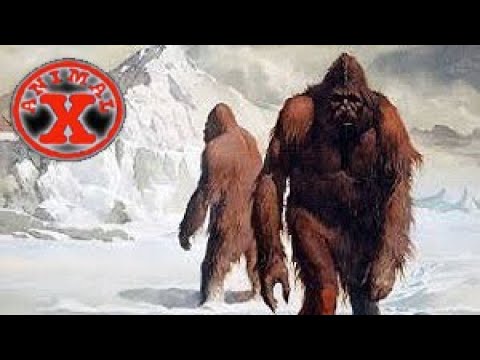 Видео: АМЕРИКАНСКИЙ БОЛЬШЕНОГ - ЕСТЬ ДОКАЗАТЕЛЬСТВА! Леденящий ужас.