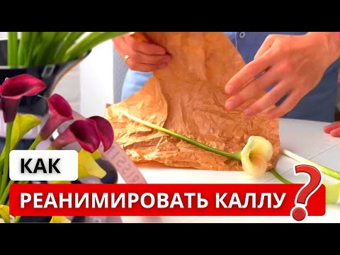 Видео: ❗️ КАЛЛА ВО ФЛОРИСТИКЕ! Важные нюансы: хранение, стойкость, уход! Как придать калле нужную форму?