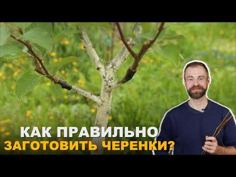 Видео: Черенки плодовых деревьев. Как их заготовить и сохранить.