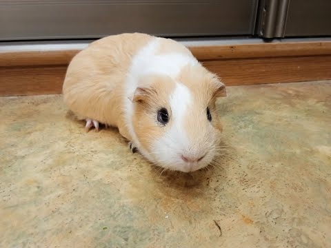 Видео: школа пельменей