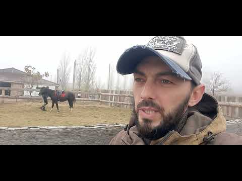 Видео: В каком возрасте нужно объезжать лошадь?