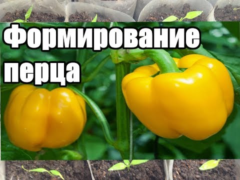 Видео: Как формировать перец /Формирование перца в открытом грунте