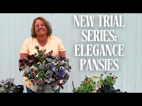 Видео: Серия «Элегантные анютины глазки» | Осеннее садоводство в контейнерах | Garden Crossings, октябрь...