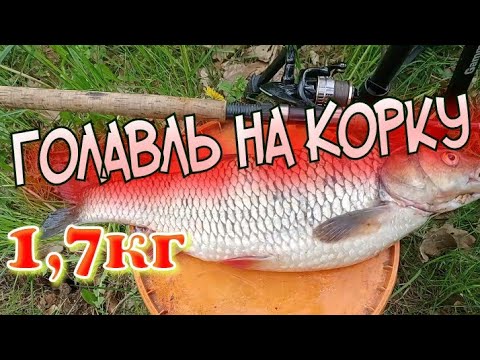 Видео: Голавль на Корку Хлеба.1,760гр.Мой Новый Рекорд.Как Это Работает.Ловите Мои Лайфхаки и Позитив