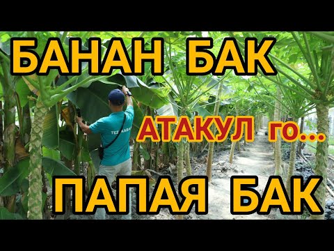 Видео: Пай-Пай-Паай! Мына сага БАНАН БАК жана ПАПАЯ БАК  |  Чын турбайбы?