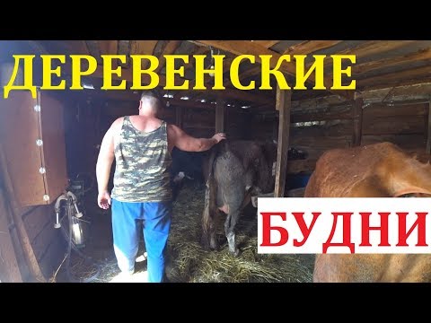 Видео: Она привыкает / Деревенские будни / Семья в деревне