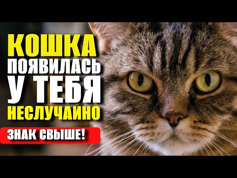 Видео: ТЫ НЕ ВЫБИРАЛ КОШКУ  ЭТО ОНА ВЫБРАЛА ТЕБЯ — И ВОТ ПОЧЕМУ!