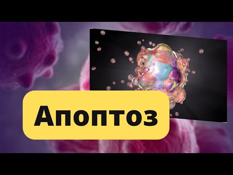 Видео: Апоптоз | түрлері | каскадты механизмі | Некроз