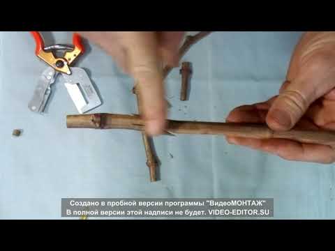 Видео: Работа копулировочного секатора SONO. Настольная прививка винограда улучшенной копулировкой.