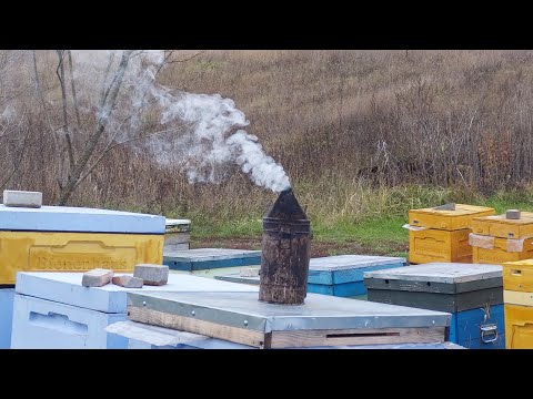Видео: А сколько меда пчелам надо зиму?