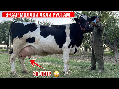 Видео: 8-САР МОЛХОИ АКАИ РУСТАМ  РЕКОРДИ НАВ НАРХИ АРЗОН 7 октября 2025 г.