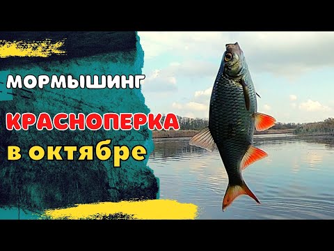 Видео: Красноперка в октябре . Мормышинг.