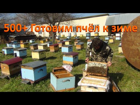 Видео: 500+ Как мы готовим слабые семьи к зимовке.