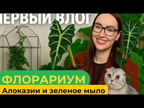 Видео: #13 Первый влог: пересадка алоказии, цветочная база и уход за растениями 🌿