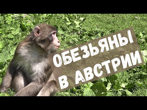 Видео: Что вытворяют обезьяны на глазах у публики!