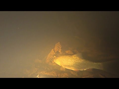 Видео: Подводная охота на таежной речке. Стаи рыб стоят на русле, язи, щуки, лещи.