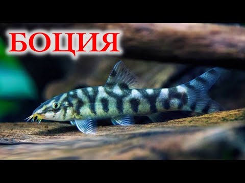 Видео: Боция Мраморная. Содержание в аквариуме и разведение
