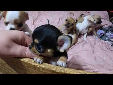 Видео: Щенки ЧИХУАХУА / ПРОДАЮ 6 щенков МИНИ и СТАНДАРТ / питомник МАРИ МИСТИК Чихуа щенки / Марина Белкина