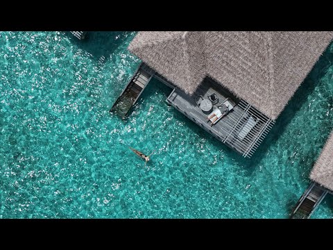 Видео: Обзор отеля Barcelo Whale Lagoon Maldives | Снорклинг с мантами и китовой акулой