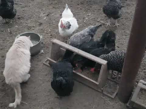 Видео: Зима пришла в деревню.Потери и прибыль в хозяйстве.