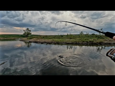 Видео: Щуки вылетают из воды за этой приманкой. Ловля щуки в начале июня на поппер.