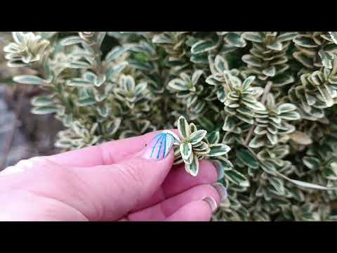 Видео: Все про бересклети#сортибересклетів#вічнозеленібересклети#загорожазбересклета#вирощуємобересклет