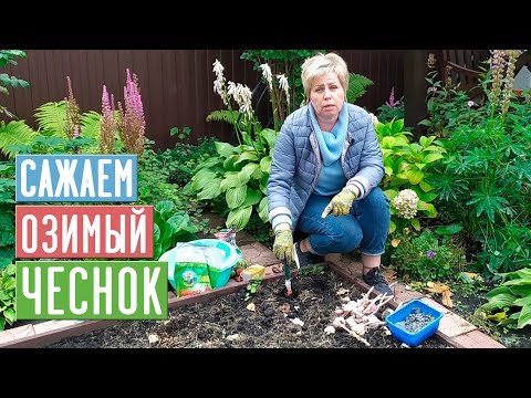 Видео: ОЗИМЫЙ ЧЕСНОК 🌱 Сажаем правильно! Полная инструкция по посадке/ Садовый гид