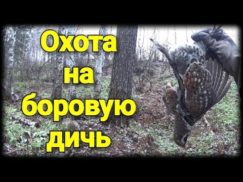Видео: Охота на боровую дичь. Успешный выход в поле. Уход за глазами охотничьей собаки.