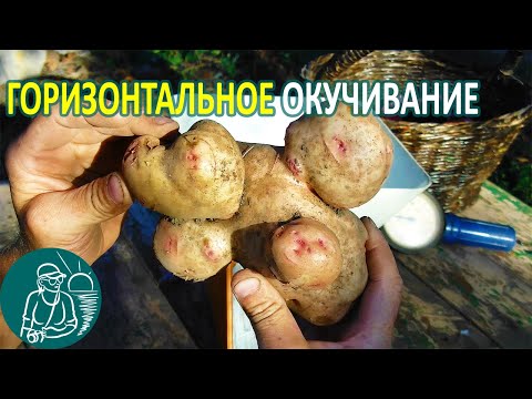 Видео: Посадка картофеля с горизонтальным окучиванием 🌿 Эксперимент Гордеевых с клубнем-мутантом