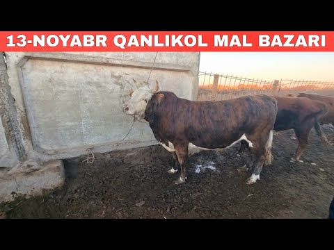 Видео: 13-НОЯБРЬ/КАНЛЫКОЛ МАЛ БАЗАРЫ/СКОТНЫЙ РЫНОК/BUQALAR/BIG BULLS IN THE WORLD/BIG COW