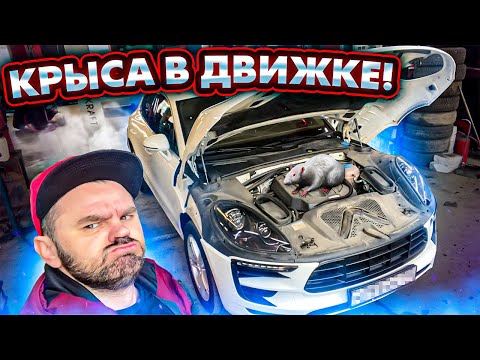 Видео: ЖЕСТЬ НА СТО - КРЫСА В ДВИГАТЕЛЕ! Сколько стоит обслужить ПОРШ МАКАН в 2023 году?/ ПРИТУЛА ДРАЙВ