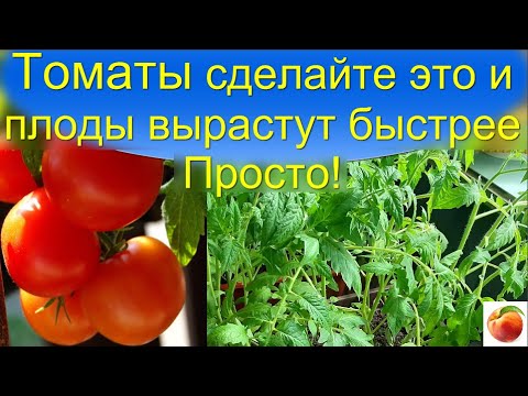 Видео: Томаты Сделайте это и Плоды вырастут намного быстрее Просто!
