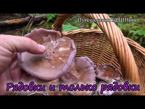 Видео: Ступинский, 16 октября. Фиолетовые и больше ничего.