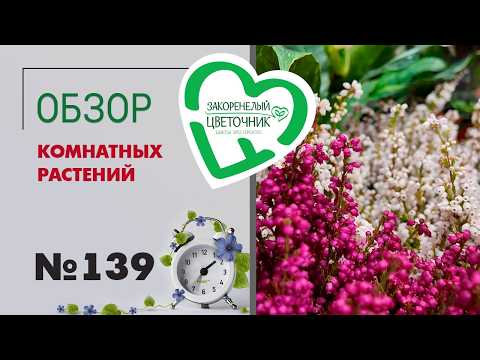 Видео: Обзор растений: калатеи, фикусы, верески, гузмании, сансевиерии, хойи, драцены и папоротники №139.