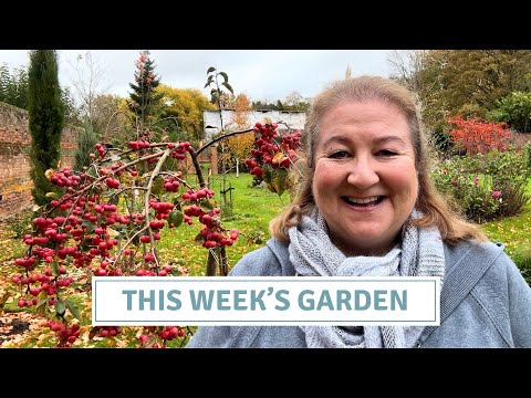 Видео: Что растёт сейчас | Новости о саженцах, черенках и амариллисе // Коттоверди