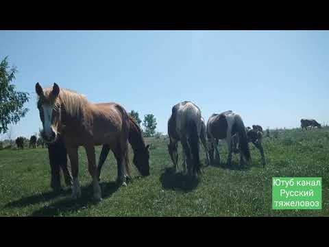 Видео: Кобыла не принимает жеребёнка, что делать? | Зазуля в шоке.
