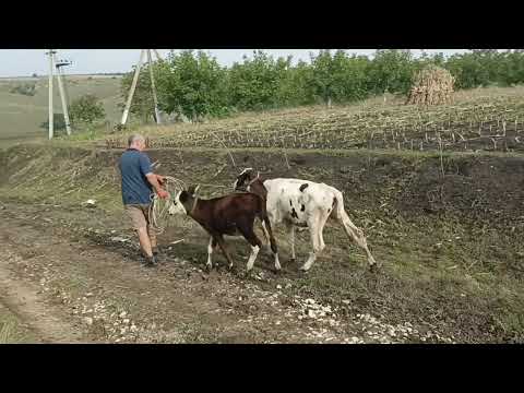 Видео: Обычный осенний день в маленькой деревне #переездвдеревню #моядеревня