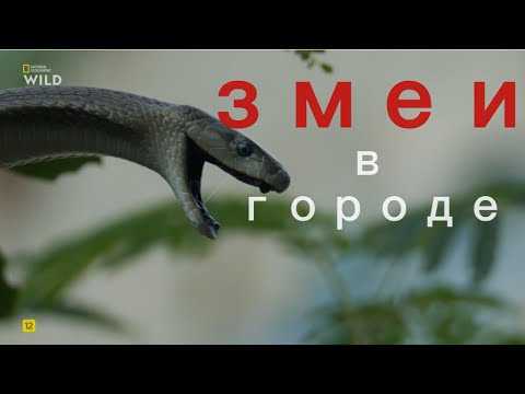 Видео: Змеи в городе.Лучшее.Шипящие малютки.National geographic wild