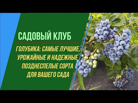 Видео: ГОЛУБИКА САМЫЕ ЛУЧШИЕ И УРОЖАЙНЫЕ КРУПНОПЛОДНЫЕ СОРТА ПОЗДНЕГО СРОКА