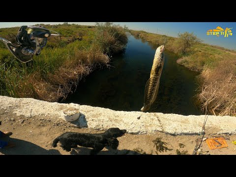 Видео: Папа екеуміз қармақ салып қайттық